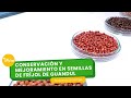 Conservación y mejoramiento en semillas de fríjol de guandul- TvAgro por Juan Gonzalo Angel Restrepo