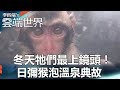 冬天牠們最上鏡頭！ 日彌猴泡溫泉典故 - 李四端的雲端世界