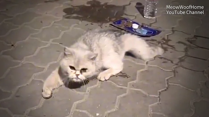 Watch the video about The three-legged stray British Shorthair Cat, dragging its broken leg, came to me for help