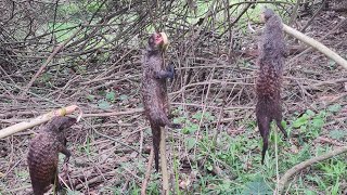 Download Lagu jungle trap knowledge and survival skills. MP3