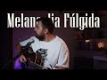 Melancolia Fúlgida
