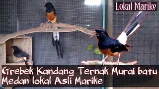 Grebek Kandang Ternak Murai batu Medan lokal Asli Marike Ring Komando Gila omzet Ratusan juta