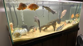 I got one of my dream fish for the 300 gallon predator tank