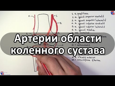 Артерии области коленного сустава и его кровоснабжение - meduniver.com