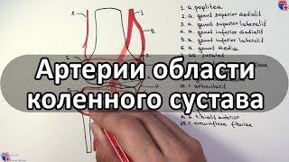 Артерии области коленного сустава и его кровоснабжение - meduniver.com