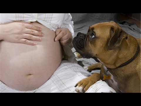 Voelen Huisdieren Dat Je Zwanger Bent? Of Is Dat Onzin?