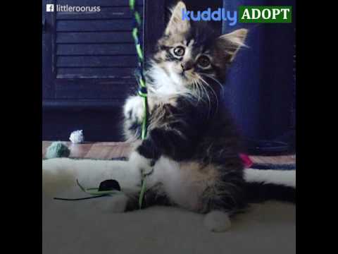 video editing software free No Elbows Roo