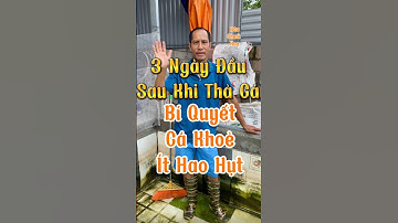 3 ngày đầu sau khi thả cá chuối hoa giống: Bí quyết để cá khỏe mạnh, ít hao hụt! #xuhuongyoutube