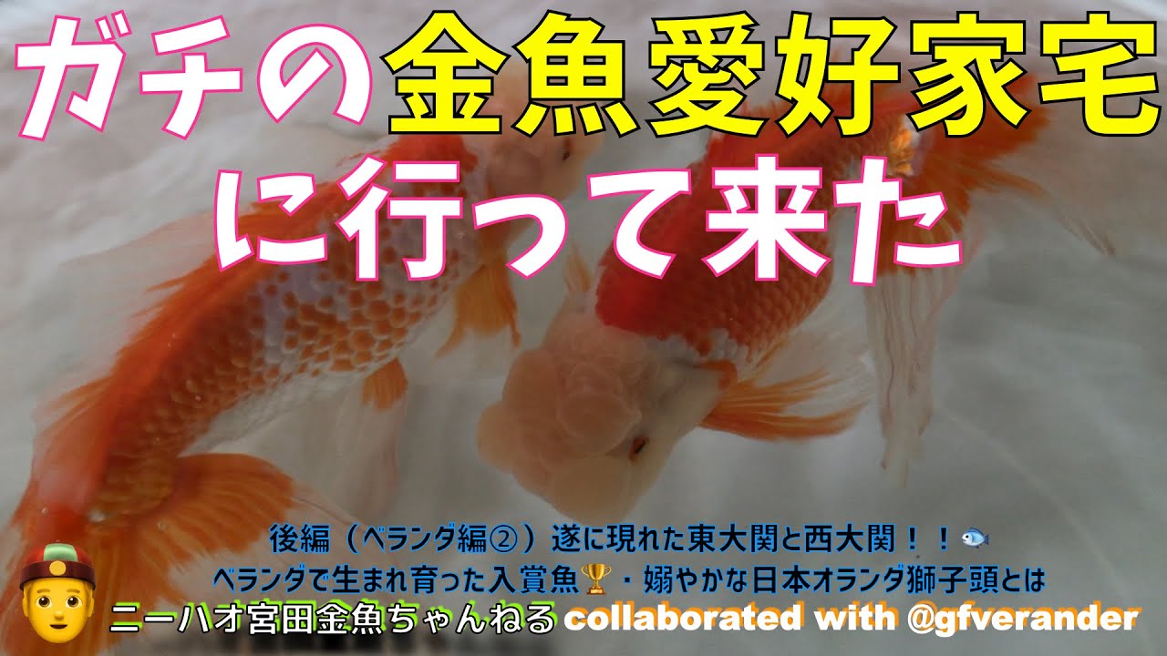ニーハオ宮田 金魚ちゃんねる ガチの金魚愛好家宅に行ってきた 後編 ベランダ編 遂に現れた東大関と西大関 ベランダで生まれ育った入賞魚 嫋やかな日本オランダ獅子頭とは Youtube