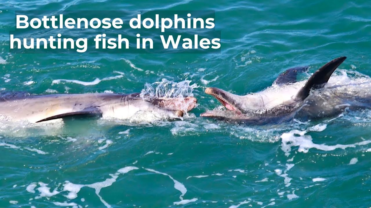 Dolphins Hunting Fish | Cardigan Bay, Wales