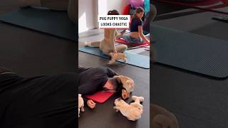 Pug Puppy Yoga Looks Chaotic Pug Puppy Yoga Looks Chaotic
