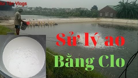 Cách sử lý nước ao nuôi cá bị đục bằng Clo | cách sử lý nước cho ao sạch