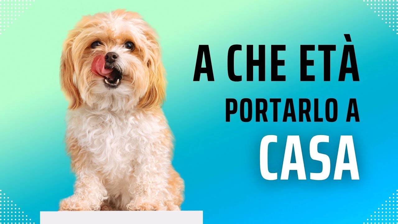 Quanto aspettare prima di portare il cucciolo a casa?