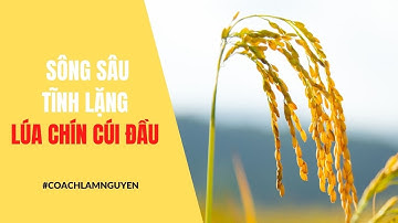 Sông sâu tĩnh lặng, lúa chín cúi đầu