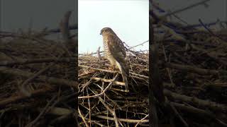 Krogulec zwyczajny (Accipiter nisus)
