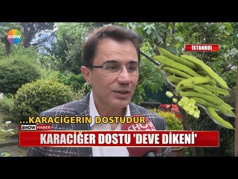 Video: Burdock Bitki Kullanım Alanları: Bahçelerde Dulavratotu Bitkileri Yetiştirme İpuçları