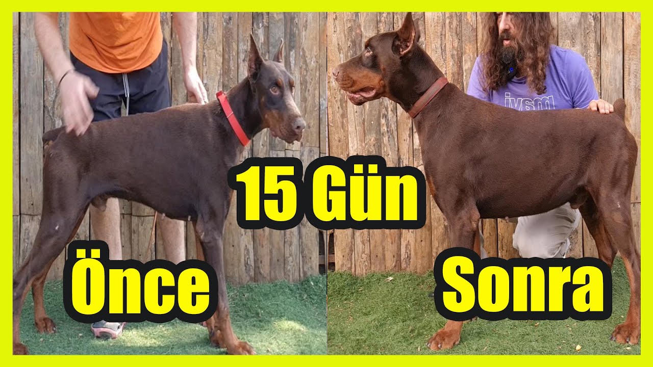 DOBERMAN ANDO'NUN 15 GÜNDE DEĞİŞİMİ #almankurdu #doberman