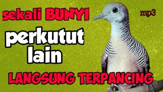 Raja pikat,!! Perkututlokal gacorr,,,,,,,