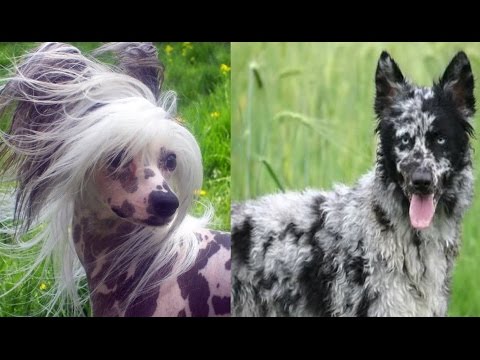 Video: 7 de las razas de perros más extrañas del mundo