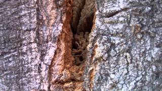 Ants in a tree