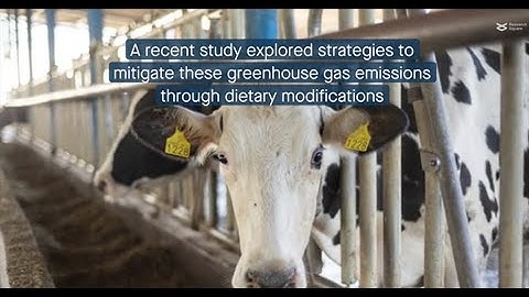 Bacteria and plant extract reduce methane production in dairy cows