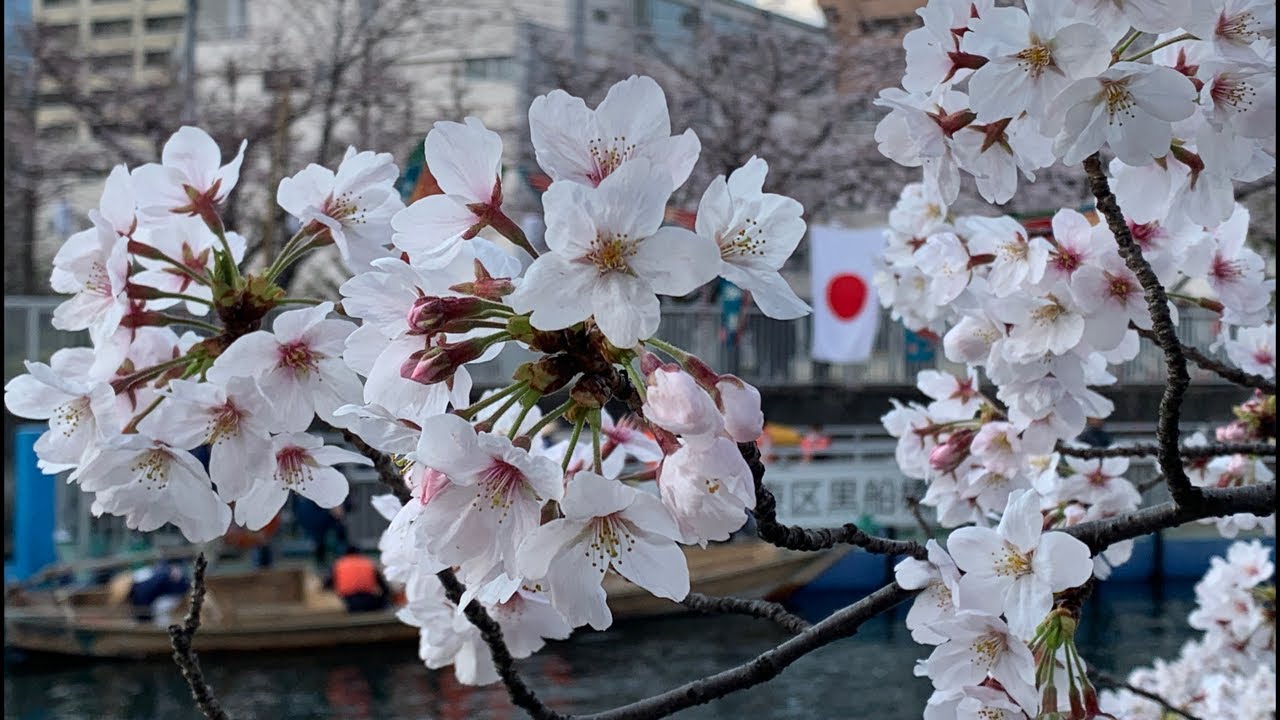 Сакура дон. Yaponiya tabiyati Sakura Daraxti. What does Sakura mean.