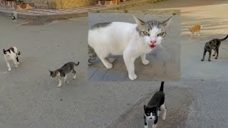 The stray cat, with its strong meow, told all the cats in the area to gather.