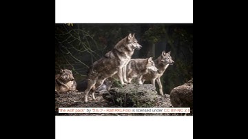 How to Find and Attribute Creative Commons Images