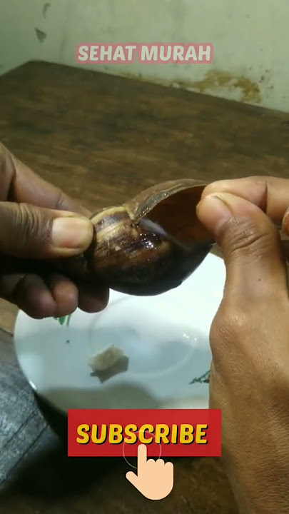 OBAT AMPUH UNTUK MENGOBATI SAKIT GIGI GUSI BENGKAK #sakitgigi #bekicot