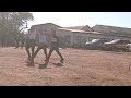 Sbhujwa Dance 2025 Sbhujwa Dance 2025