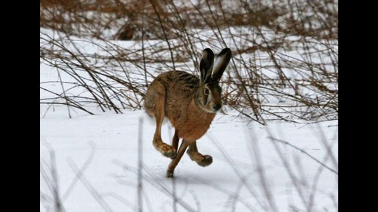 Заяц в ластах. Заяц Русак охота зимой.