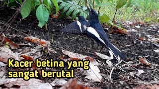 Jangan remeh mikat kacer betina!!!