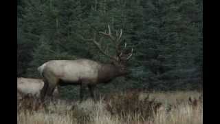 Elk In Peril - Doentary Film Trailer