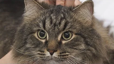 Сибирская кошка