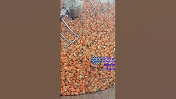 industrial shrimp round fryer | seafood round frying machine | peanut frying machine price | fryer
