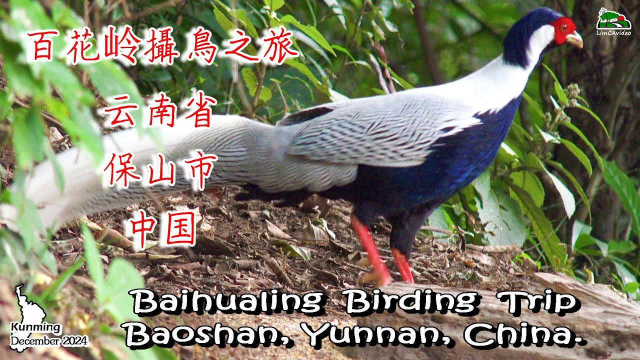 122) Baihualing Birding Trip,Baoshan,Yunnan,China.Nov 2024