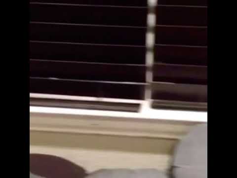 don?t stop me now dog vine