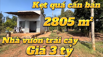 Vì nợ nần o còn khả năng chi trả buộc phải bán căn nhà vườn trái cây nơi đang sinh sống.