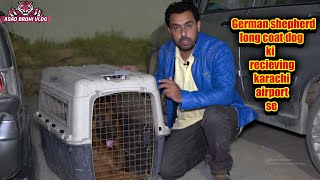 German shepherd long coat dog ki receiving karachi airport se (Asad Brohi vlog)