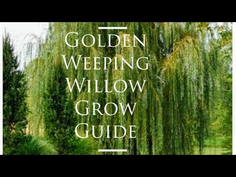 Video: What Is A Golden Willow Tree: Tips on growing Golden Willows in the Landscape