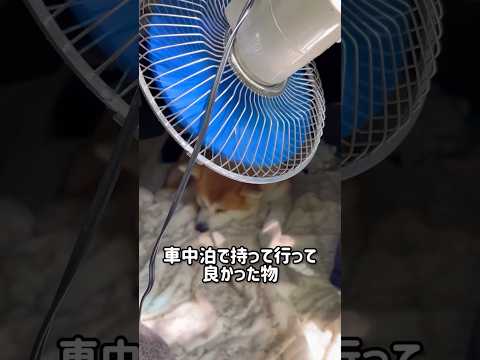 秋田犬-迅JIN- 車中泊で役立つ便利グッズを紹介します