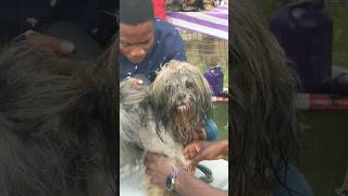 Lhasa Apso getting dried up #dog #shorts #ghdogtv #lhasaapso