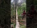 Cutting a Hanging Tree Trunk in the Forest