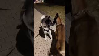 American Akita vs. Belgian Malinois! #belgianmalinois #vs #americanakita #shorts