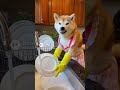 I love My Dog #Shorts #Viral #SoraAI #ai #nextgenai #aigenerated #funny #artificialintelligence