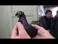 Tauben / Pigeons / Голуби / Выставка и базар евразийских короткоклювых голубей. 6 / 1.12.19
