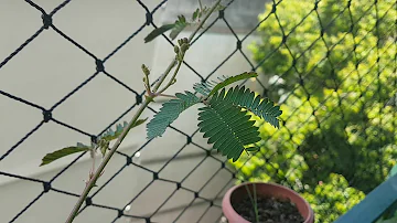 Como cuidar de planta dormideira?