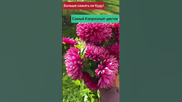 Самый капризный цветок! Больше сажать не буду!!