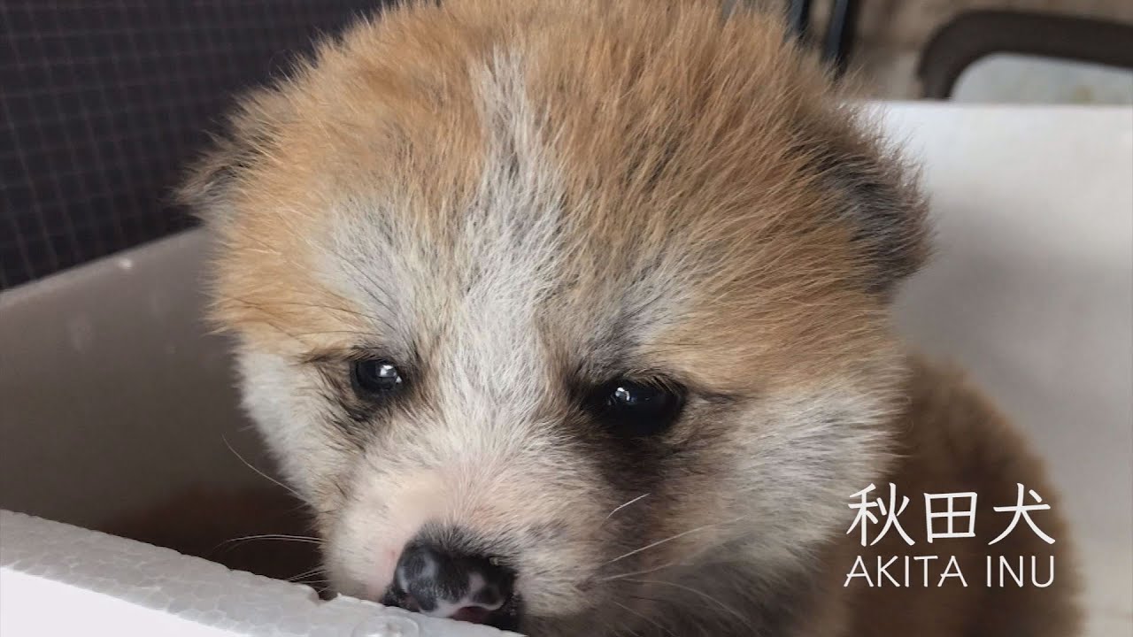 犬舎のそうじで偶然見えたかわいいお顔 秋田犬ももずろ一家のニューフェイス Youtube