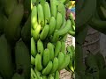 #india #banana #viralshort #farming #fruit #agriculture